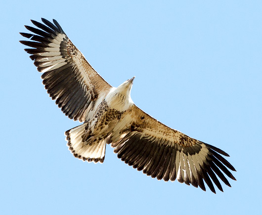 African Fish Eagle juvenile in flight